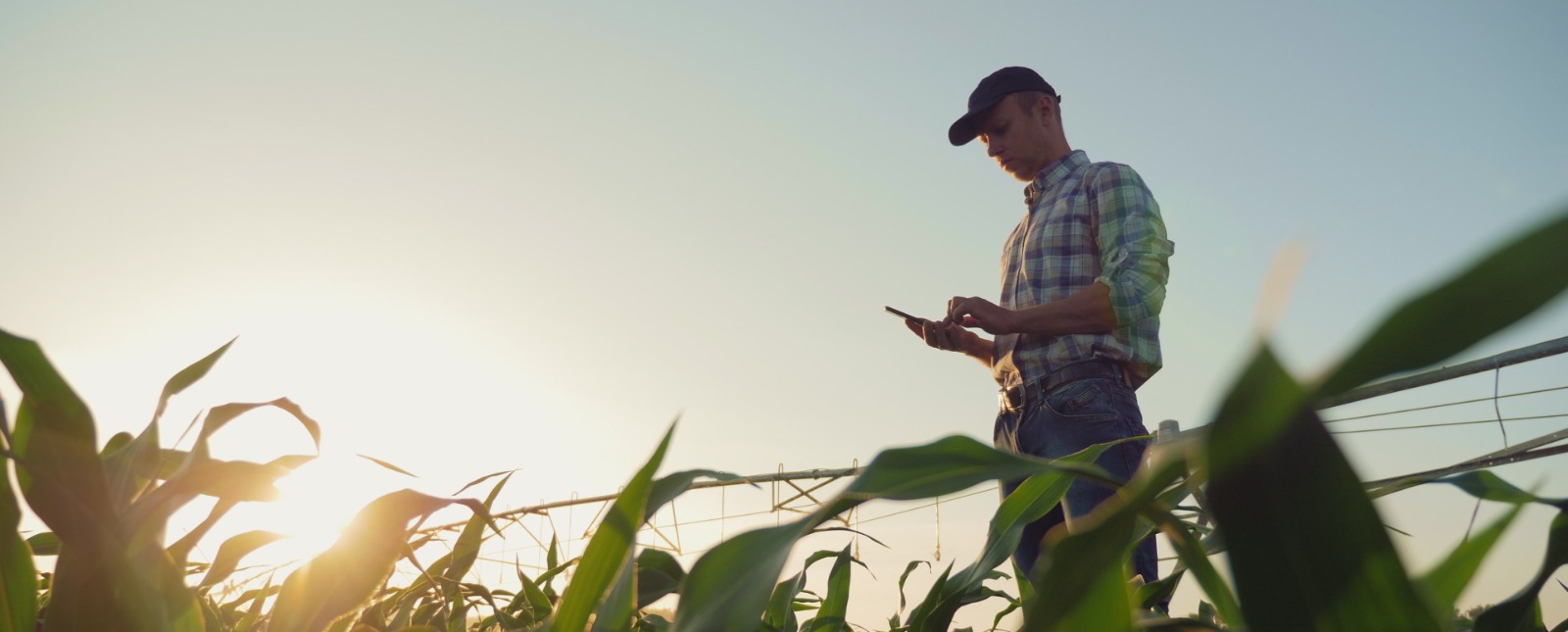 man in a cornfield with a phones